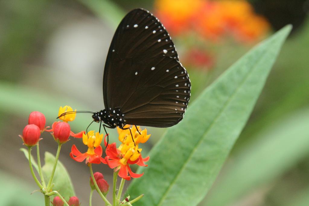 Butterfly B&B Manzhou Exterior photo