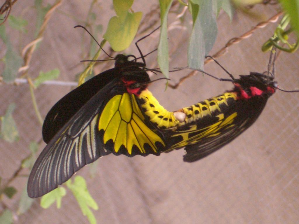 Butterfly B&B Manzhou Exterior photo